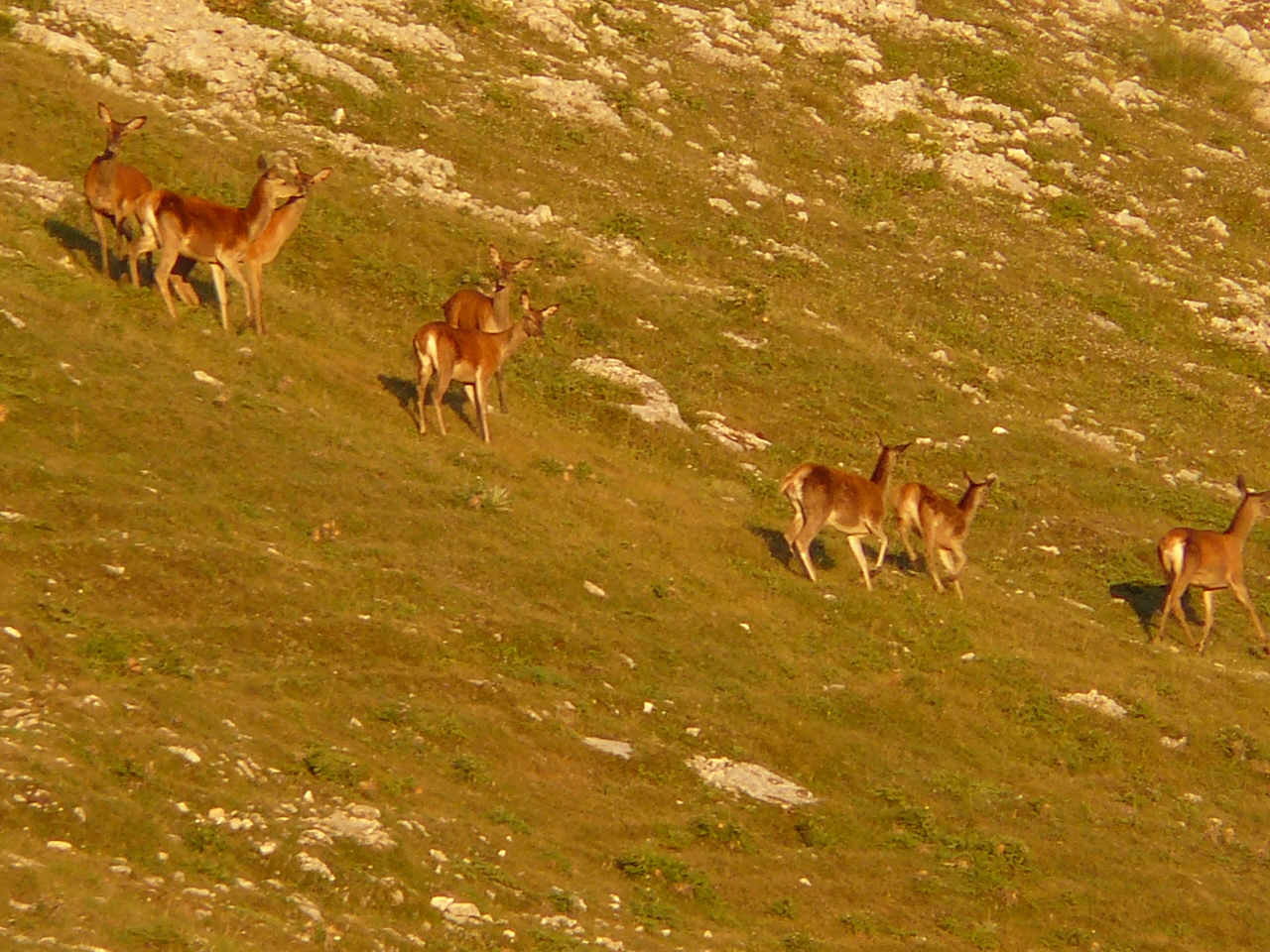 Cervi sul Monte Genzana